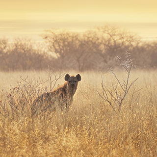 Etosha - Hyena at sunrise